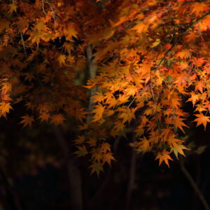 Canon EOS 5D Mark IV［ 2025-11-28 20:37:05］Horita Kiyonobu　f/5　1/5sec　ISO-640　200mm　ノーマル