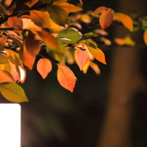 Canon EOS 5D Mark IV［ 2025-11-28 20:41:42］Horita Kiyonobu　f/2.8　1/4sec　ISO-50　200mm　ノーマル