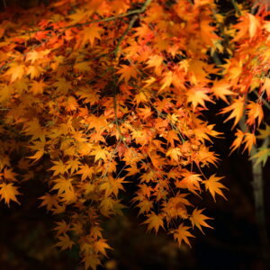 Canon EOS 5D Mark IV［ 2025-11-29 23:30:06］Horita Kiyonobu　f/5　1/5sec　ISO-800　200mm　ノーマル