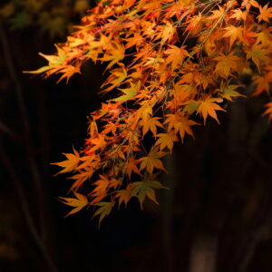 Canon EOS 5D Mark IV［ 2025-11-29 23:34:49］Horita Kiyonobu　f/5　1/3sec　ISO-500　200mm　ノーマル