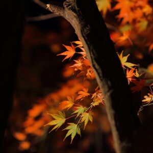 Canon EOS 5D Mark IV［ 2025-11-29 23:35:48］Horita Kiyonobu　f/5　1/3sec　ISO-500　200mm　ノーマル