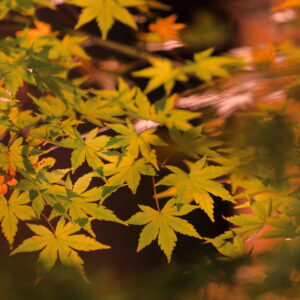 Canon EOS 5D Mark IV［ 2025-11-29 23:40:30］Horita Kiyonobu　f/2.8　1/5sec　ISO-500　190mm　ノーマル