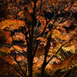 Canon EOS 5D Mark IV［ 2025-11-29 23:41:52］Horita Kiyonobu　f/2.8　1/5sec　ISO-500　70mm　ノーマル