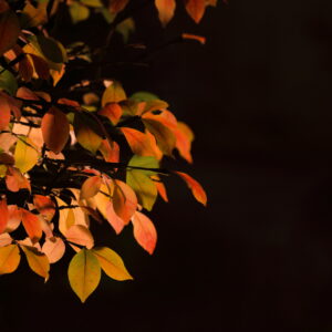 Canon EOS 5D Mark IV［ 2025-11-29 23:47:00］Horita Kiyonobu　f/5　1/5sec　ISO-200　200mm　ノーマル