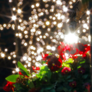 Canon EOS 5D Mark IV［ 2025-12-18 20:39:05］Horita Kiyonobu　f/2.8　1/3sec　ISO-50　70mm　ノーマル