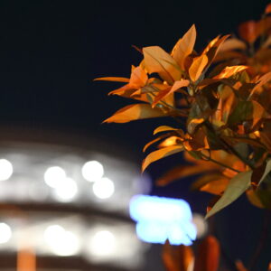 Canon EOS 5D Mark IV［ 2026-01-05 04:30:20］Horita Kiyonobu　f/2.8　1/80sec　ISO-25600　85mm　ノーマル