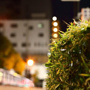 Canon EOS 5D Mark IV［ 2026-01-05 05:14:25］Horita Kiyonobu　f/2.8　1/100sec　ISO-20000　85mm　ノーマル