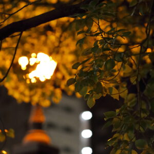 Canon EOS 5D Mark IV［ 2026-01-05 05:16:10］Horita Kiyonobu　f/2.8　1/80sec　ISO-10000　85mm　ノーマル