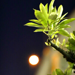 Canon EOS 5D Mark IV［ 2026-01-13 18:59:55］Horita Kiyonobu　f/2　1/80sec　ISO-25600　85mm　ノーマル