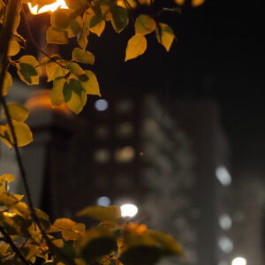 Canon EOS 5D Mark IV［ 2026-02-03 19:32:27］Horita Kiyonobu　f/2.8　1/60sec　ISO-5000　70mm　ノーマル