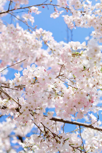 Canon EOS 5D Mark IV［ 2026-03-29 11:23:30］Horita Kiyonobu　f/5　1/1000sec　ISO-100　85mm　ノーマル