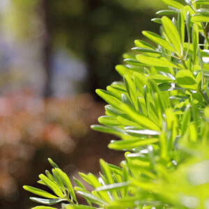 Canon EOS 5D Mark IV［ 2026-04-20 13:30:28］Horita Kiyonobu　f/2.8　1/1000sec　ISO-100　85mm　ノーマル