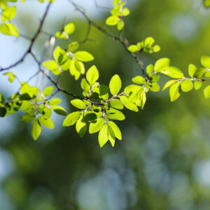 Canon EOS 5D Mark IV［ 2026-04-20 13:39:36］Horita Kiyonobu　f/2.8　1/1600sec　ISO-100　85mm　ノーマル