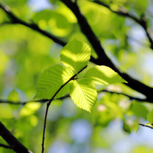 Canon EOS 5D Mark IV［ 2026-04-20 13:43:48］Horita Kiyonobu　f/2.8　1/1250sec　ISO-100　85mm　ノーマル