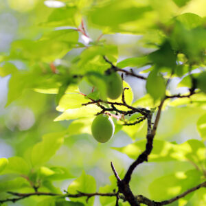 Canon EOS 5D Mark IV［ 2026-04-20 13:50:07］Horita Kiyonobu　f/2.8　1/800sec　ISO-100　85mm　ノーマル