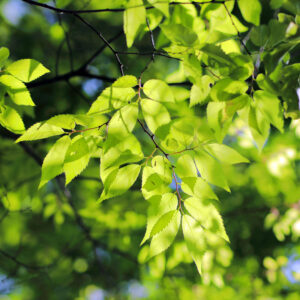 Canon EOS 5D Mark IV［ 2026-04-20 13:50:58］Horita Kiyonobu　f/2.8　1/2000sec　ISO-100　85mm　ノーマル