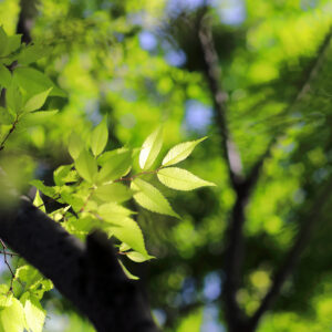 Canon EOS 5D Mark IV［ 2026-04-20 13:51:35］Horita Kiyonobu　f/2.8　1/800sec　ISO-100　85mm　ノーマル