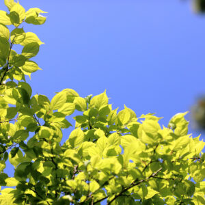 Canon EOS 5D Mark IV［ 2026-04-20 14:02:09］Horita Kiyonobu　f/2.8　1/2500sec　ISO-100　85mm　ノーマル