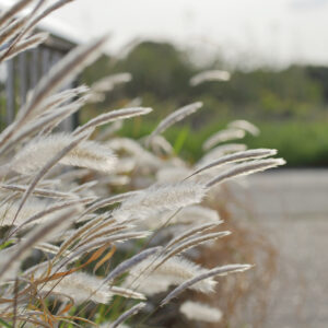 Canon EOS 5D Mark IV［ 2026-04-26 16:52:24］Horita Kiyonobu　f/5.6　1/500sec　ISO-100　85mm　ノーマル