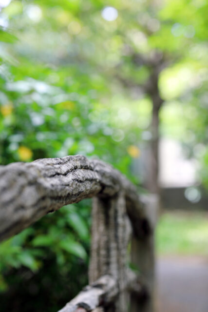 Canon EOS 5D Mark IV［ 2026-05-07 14:18:05］Horita Kiyonobu　f/3.5　1/100sec　ISO-100　85mm　ノーマル