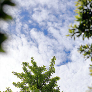Canon EOS 5D Mark IV［ 2026-05-07 14:19:32］Horita Kiyonobu　f/2.8　1/8000sec　ISO-100　85mm　ノーマル