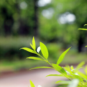 Canon EOS 5D Mark IV［ 2026-05-07 14:28:01］Horita Kiyonobu　f/2.8　1/640sec　ISO-100　85mm　ノーマル