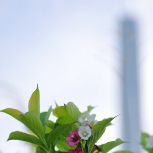 Canon EOS 5D Mark IV［ 2026-05-09 17:02:33］Horita Kiyonobu　f/2.8　1/1000sec　ISO-100　85mm　ノーマル