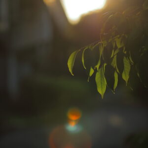 IMG_26_0509016