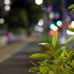 IMG_26_0510005