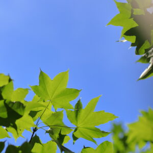 IMG_26_0520001