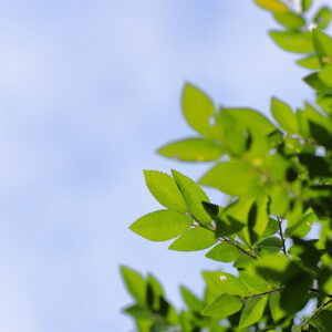 IMG_26_0520008