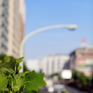 IMG_26_0525015