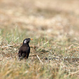 IMG_26_0529012