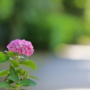 IMG_26_0529014