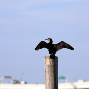 IMG_26_0610005