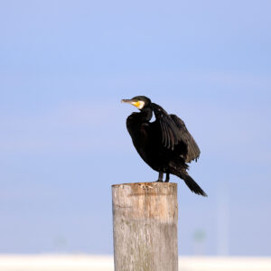 IMG_26_0610006
