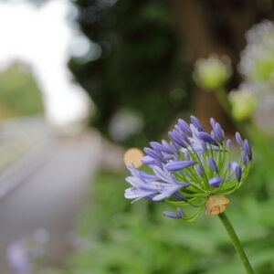 IMG_26_0629009