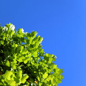 Canon EOS 5D Mark IV［ 2026-07-29 16:15:46］Horita Kiyonobu　f/2.8　1/1000sec　ISO-100　70mm　ノーマル