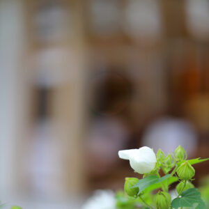 IMG_26_0831004